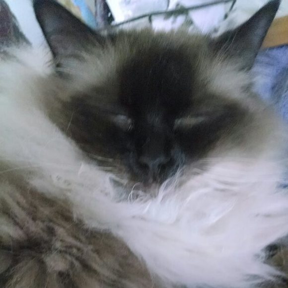 pamzet